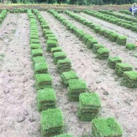 馬尼拉草皮 廣州馬尼拉草皮