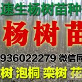 楊樹苗速生楊樹苗種條低價供應(yīng)清地處理107中林46楊