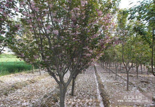 櫻花小苗，櫻花樹苗，日本櫻花