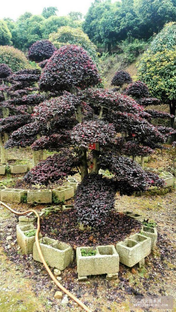 造型红花继木桩，红花继木盆景