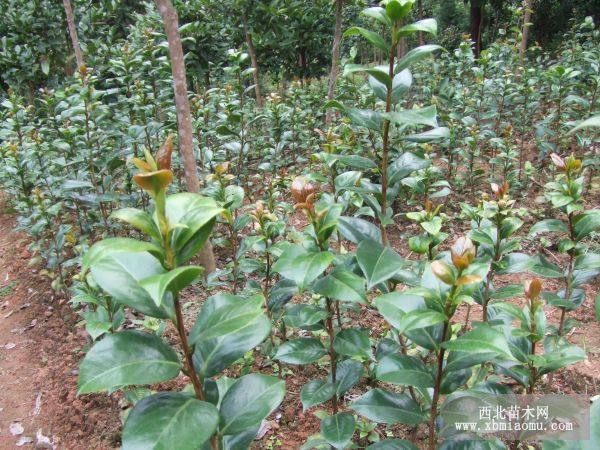 湖南茶花小苗，湖南茶花球