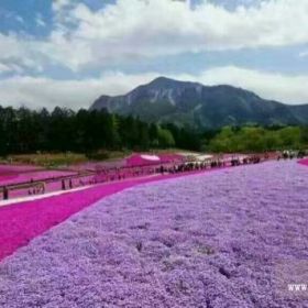 山东青州丛生福禄考花海 芝樱花海花卉苗木新疆石家庄青岛