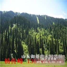 供應(yīng)1.5米云杉 2米云杉 云杉價格 山東云杉種植基地