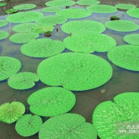 湖北荷花苗、湖北睡蓮苗、湖北蘆葦苗、湖北水生植物