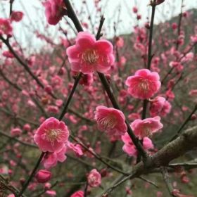 常年供应梅花