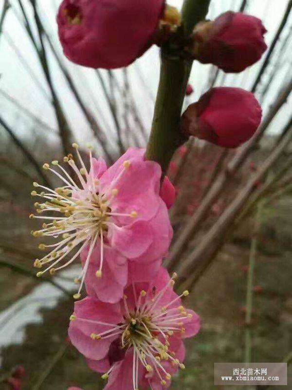 紅梅梅花