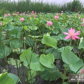 福建荷花苗、福建睡莲苗、福建芦苇苗、福建水生植物