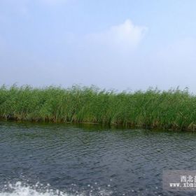 河南荷花苗、河南睡莲苗、河南芦苇苗、河南水生植物