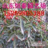 山東青花椒苗種植 0.6公分青花椒苗 花椒苗批發(fā)