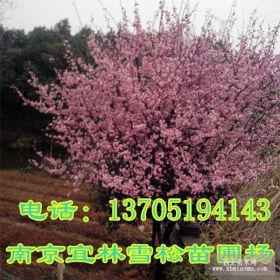 櫻花價格|南京櫻花價格|3-8公分早櫻晚櫻價格