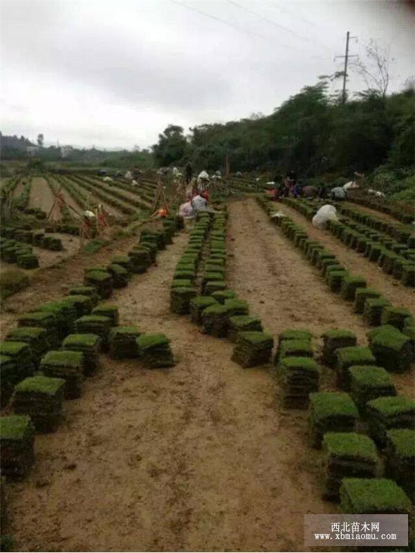 馬尼拉草皮