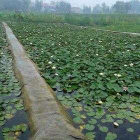 陕西荷花苗、陕西睡莲苗、陕西芦苇苗、陕西水生植物