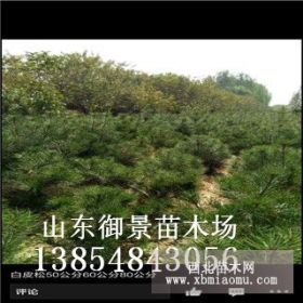 御景苗木場供應1米白皮松 白皮松價格 白皮松種植基地