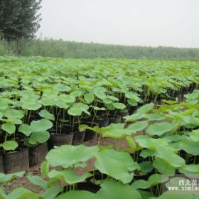 宁夏荷花苗、宁夏睡莲苗、宁夏芦苇苗、宁夏水生植物