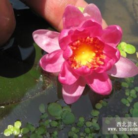 青海荷花苗、青海睡莲苗、青海芦苇苗、青海水生植物