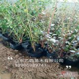 三年生蓝莓苗研发基地 山东蓝莓苗种植方法 蓝莓小苗价格