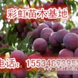 8公分李子树价格-9公分李子树价格-10公分李子树价格