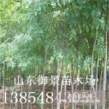 山东白蜡种植基地 3公分白蜡 5公分白蜡价格 白蜡产地