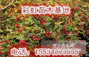 2018年花椒树价格 花椒树批发 大红袍花椒树基地