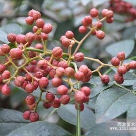 山西花椒苗 花椒苗批发 花椒苗基地 狮子头花椒苗