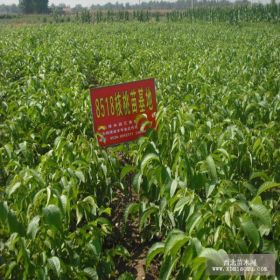 大量8518核桃苗 泰安8518核桃树苗繁育基地