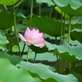 河南荷花苗、河南睡蓮苗、河南蘆葦苗