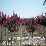 山東紫薇種植基地 3公分紫薇價格4公分紫薇產(chǎn)地