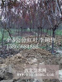 菏泽6公分碧桃价格是50元