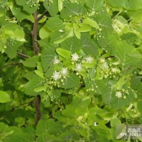 椴樹苗種植基地，椴樹苗批發(fā)，遼寧椴樹苗價格報價