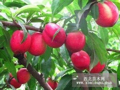 美婷油桃樹(shù)苗