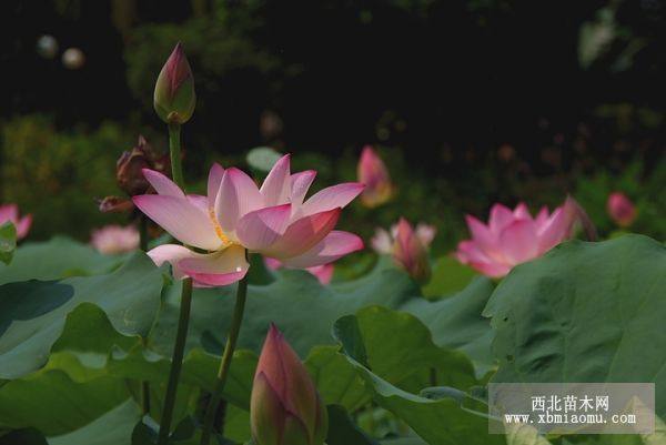 荷花、睡莲、芦苇