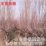 山东碧桃种植基地 5公分碧桃 6公分碧桃 碧桃产地