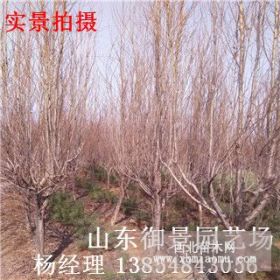 山東碧桃種植基地 5公分碧桃 6公分碧桃 碧桃產(chǎn)地