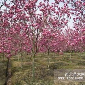 南京紅玉蘭價(jià)格-種植紅玉蘭樹苗前景預(yù)測(cè)