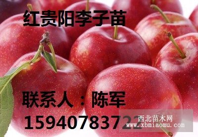 紅貴陽(yáng)李子苗 李子苗紅貴陽(yáng) 哪家便宜