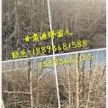 西北的杜梨苗培育基地&供應(yīng)杜梨苗