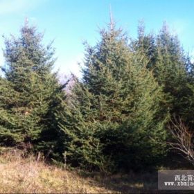 黑龍江苗圃供應自家綠化樹，糖槭 銀中楊 樟子松 牧草