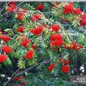 出售花楸苗 百花花楸 花楸基地 花楸價(jià)格