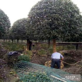 10cm桂花树12cm八月桂花树报低价