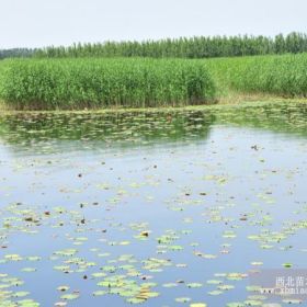 山東水生植物、浙江水生植物、江蘇水生植物