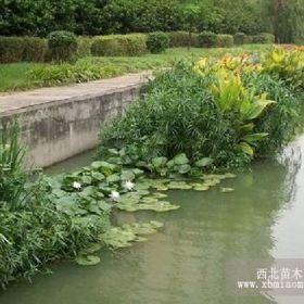 生態(tài)浮島、浮島價格