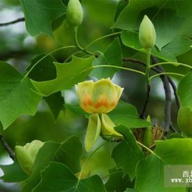 马挂木小苗、1公分、2公分、3公分马挂木、一年生马挂木小苗