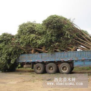 大叶女贞价格