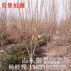 泰安碧桃種植基地6公分碧桃價格7公分碧桃產(chǎn)地 碧桃苗木