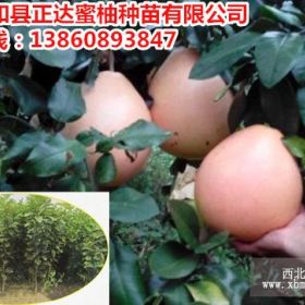 贵州种植三红蜜柚果树皮会转红吗？三红蜜柚苗价格