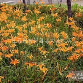 今年大花萱草 各种规格