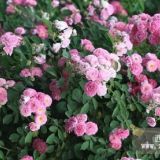 大量供應薔薇苗木