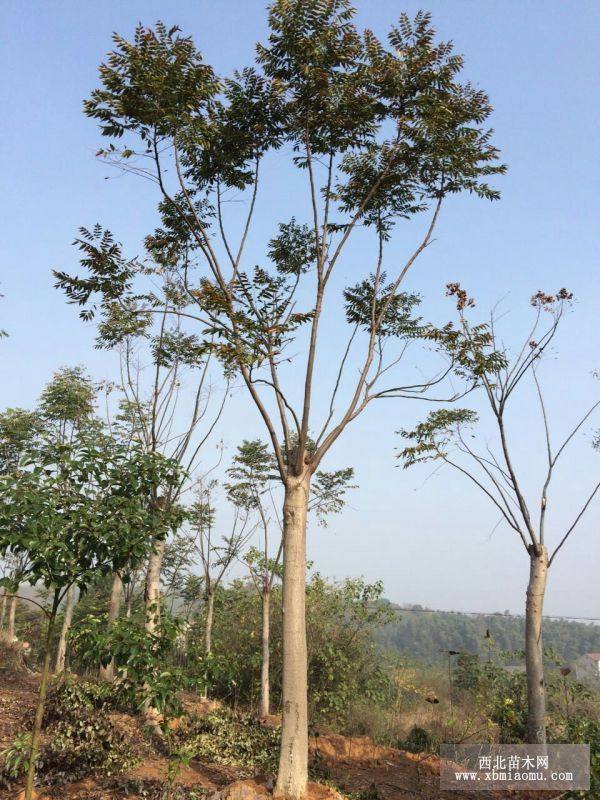  荊州欒樹