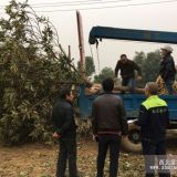 荊州精品枇杷