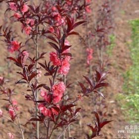 红叶碧桃树苗基地_红叶碧桃树苗_红叶碧桃树苗价格